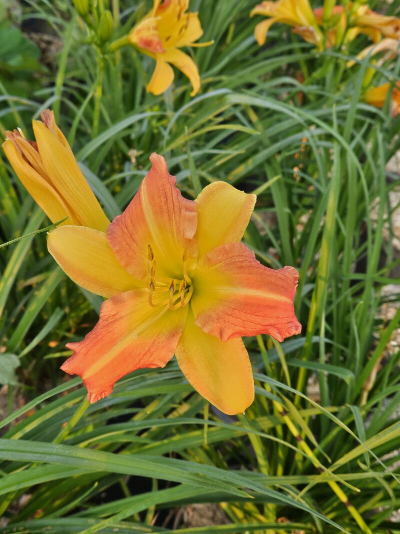 HEMEROCALLE EVERYDAYLILY PUNCH YELLOW