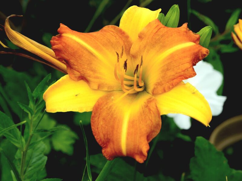 HEMEROCALLE EVERYDAYLILY PUNCH YELLOW