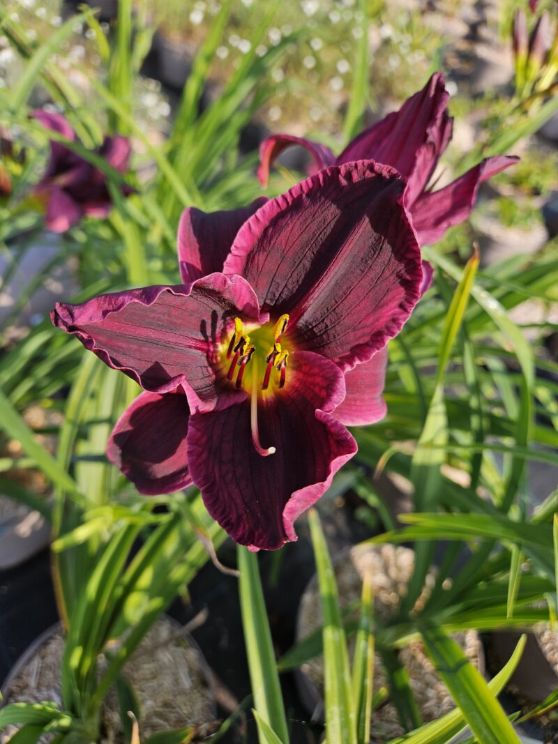 HEMEROCALLE STELLA PURPLE