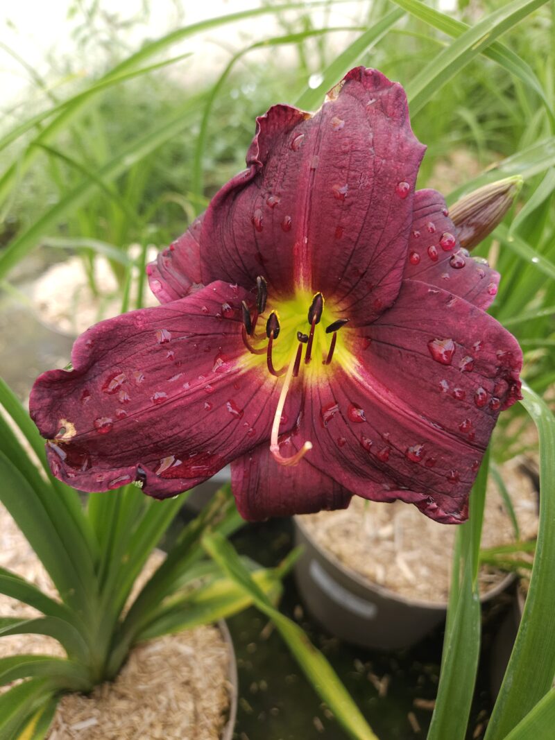 HEMEROCALLE STELLA PURPLE