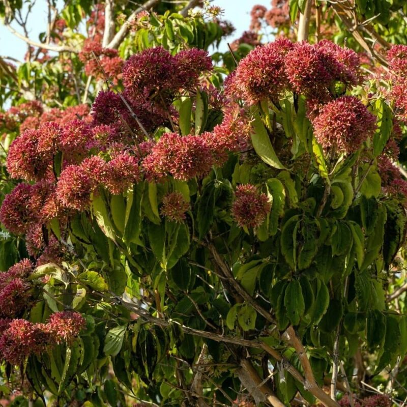 HEPTACODIUM MICONIOIDES