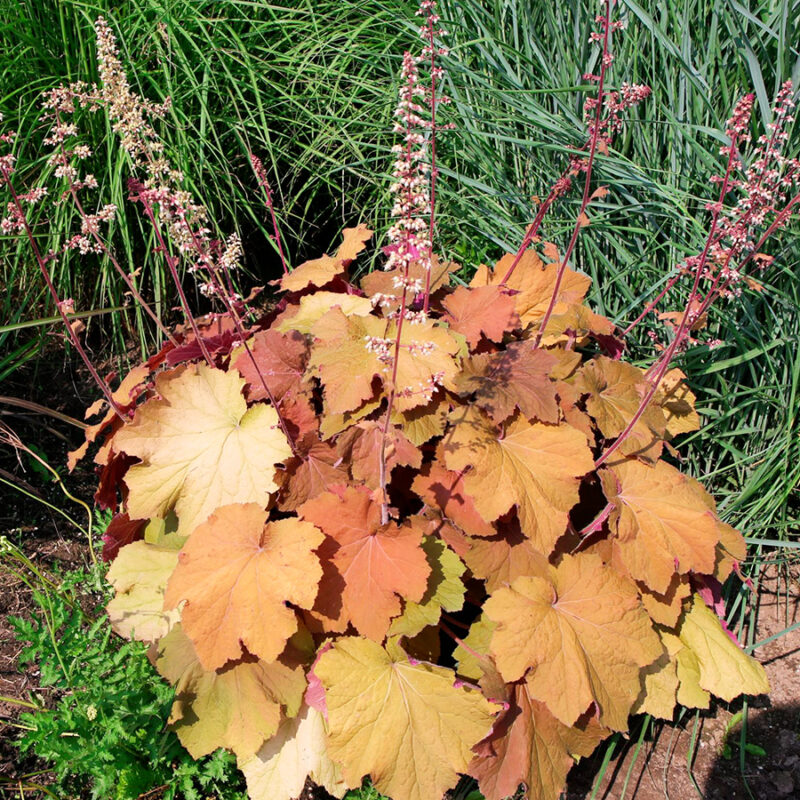 HEUCHERE CARAMEL