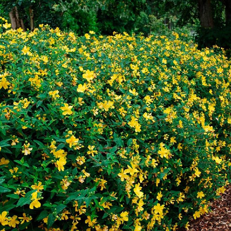 HYPERICUM HIDCOTE