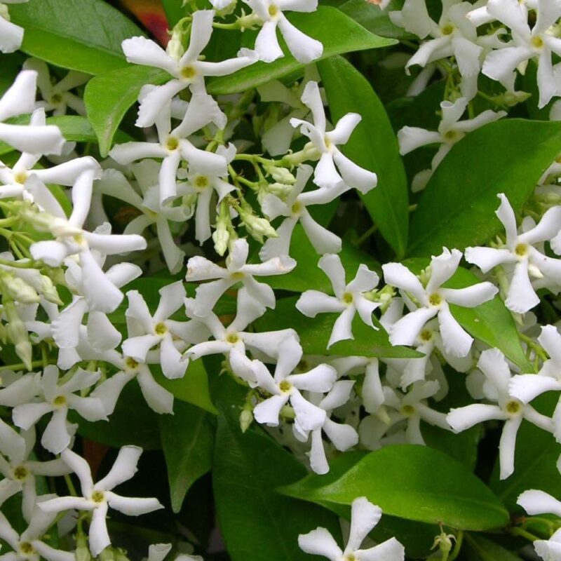 JASMIN TRACHELOSPERMUM