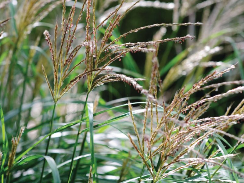 MISCANTHUS SINENSIS STRICTUS DWARF