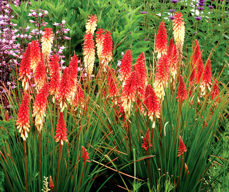 KNIPHOFIA ORANGE VANILLE