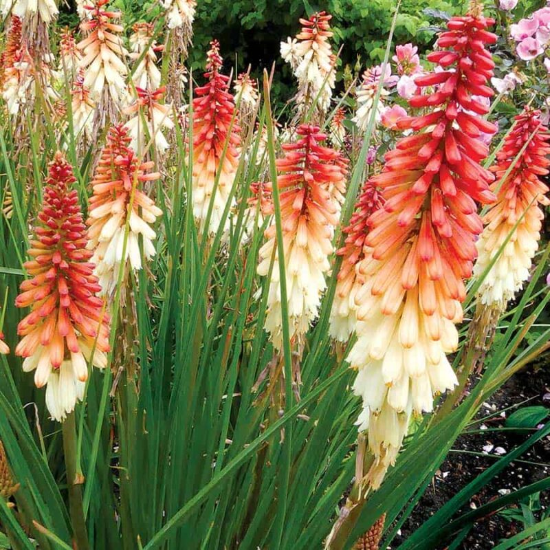 KNIPHOFIA ORANGE VANILLE