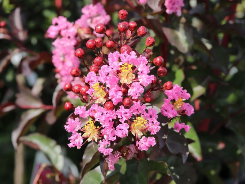 LAGESTROMIA RHAPSODY IN PINK