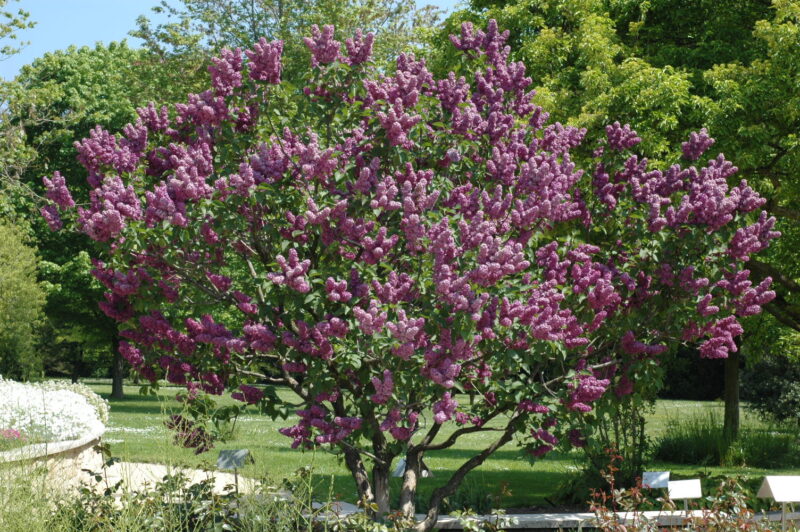LILAS SENSATION