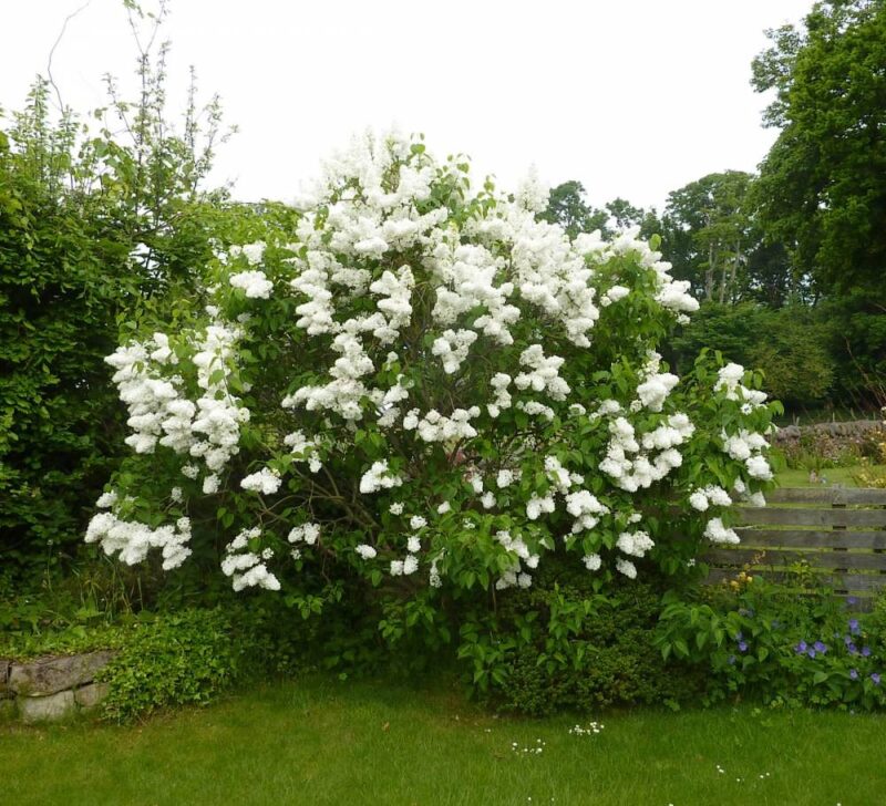 LILAS MME LEMOINE