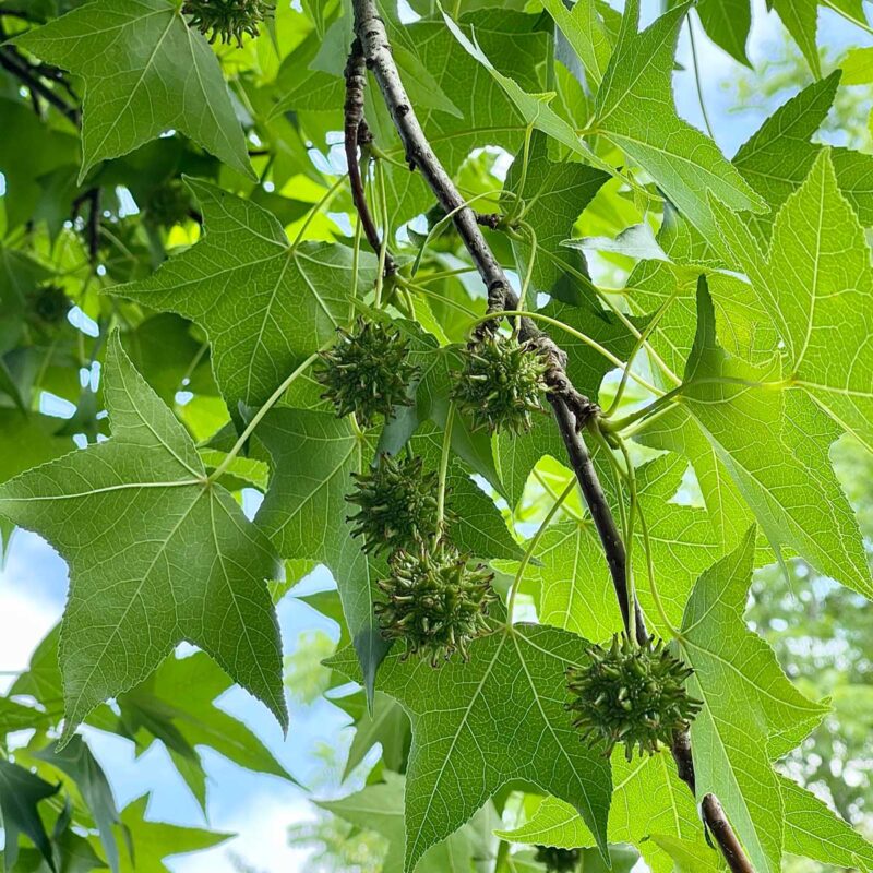 LIQUIDAMBAR STYRACIFLUA - COPALME D AMERIQUE