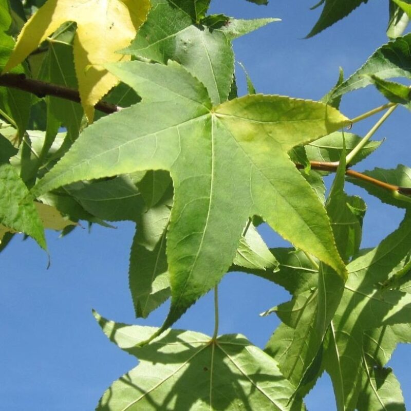 LIQUIDAMBAR SLENDER SILHOUETTE