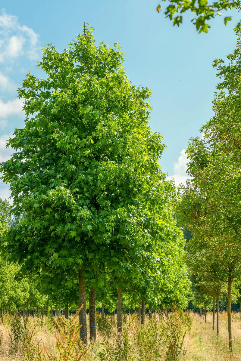 LIQUIDAMBAR STYRACIFLUA - COPALME D AMERIQUE