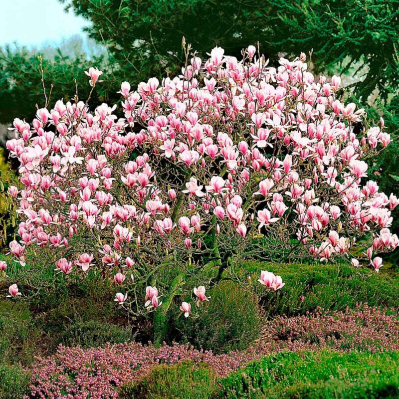 MAGNOLIA LENNEI