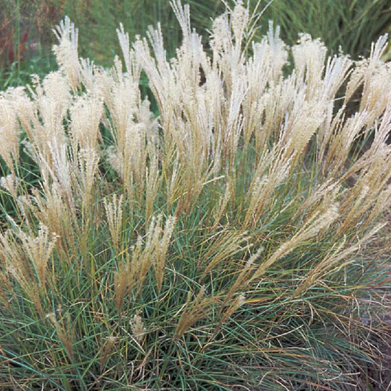 MISCANTHUS SINENSIS ADAGIO