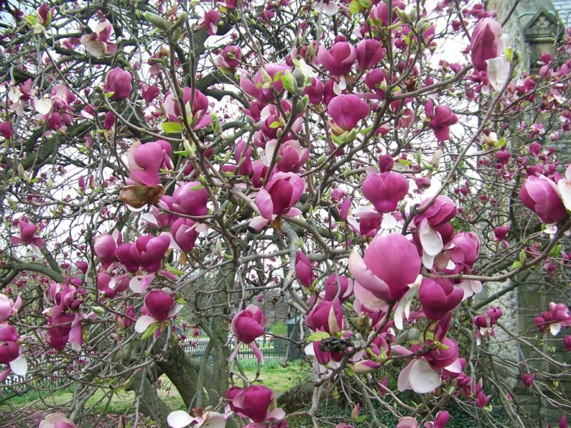 MAGNOLIA LENNEI