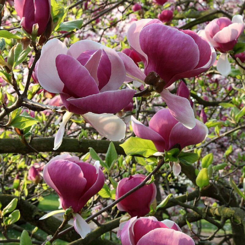 MAGNOLIA LENNEI