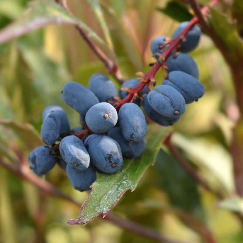 MAHONIA SWEET WINTER
