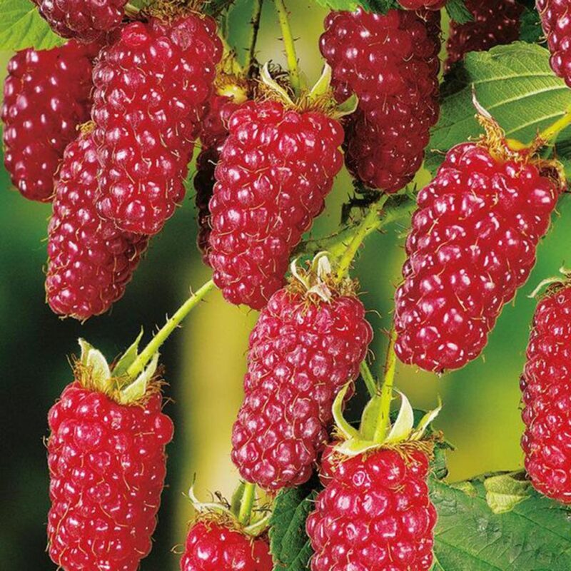 MURE TAYBERRY