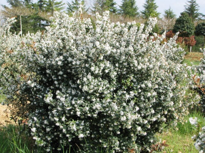 OSMANTHE BURKWOODII