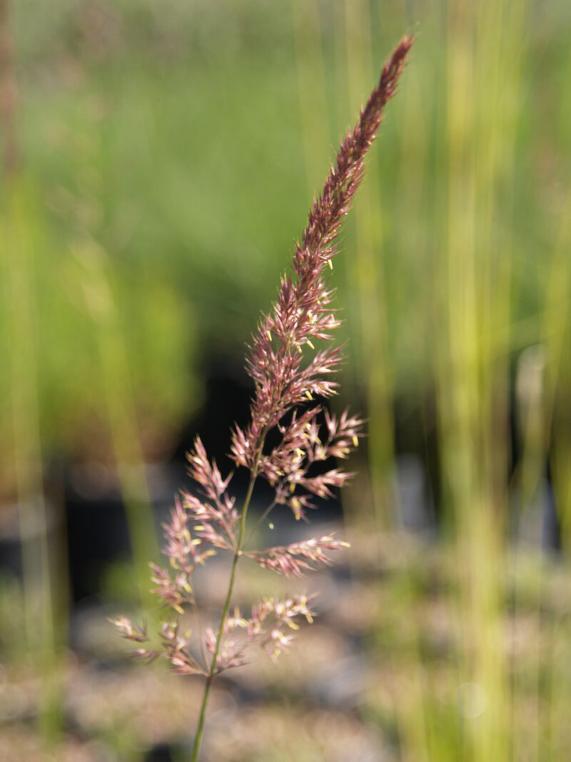 CALAMAGROSTIS OVERDAM