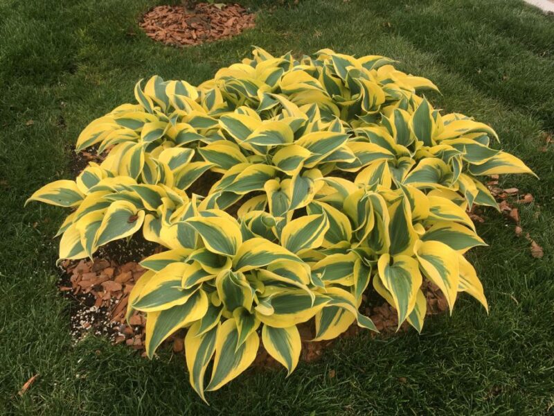 HOSTA AUTUMN FROST