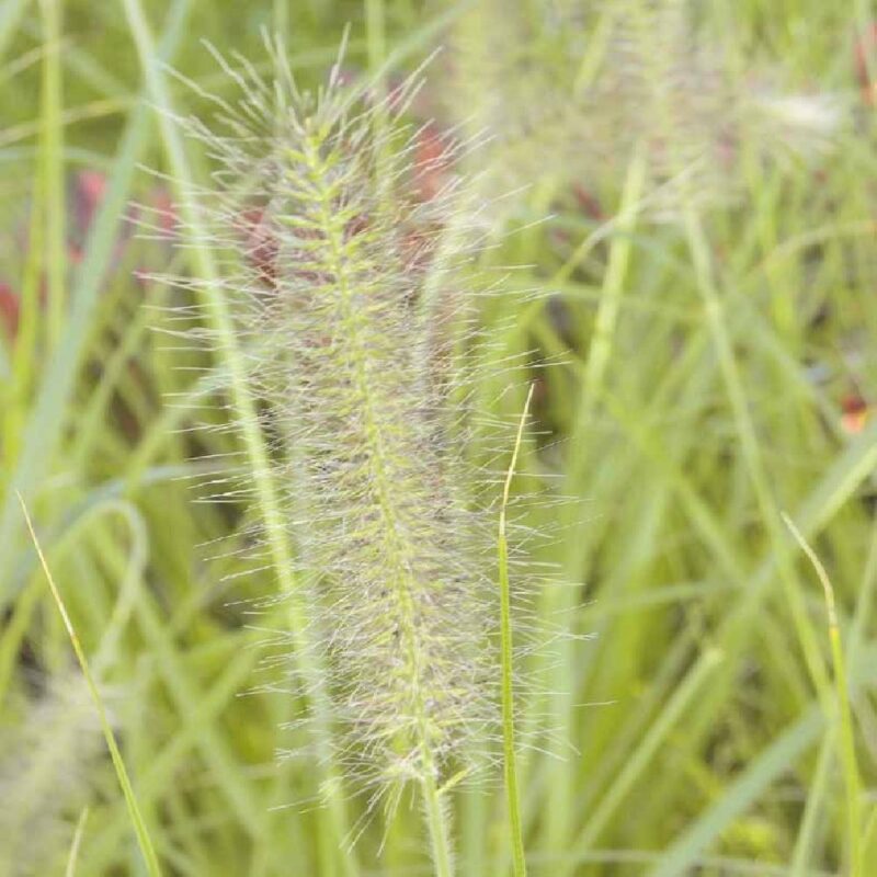 PENNISETUM LUMEN GOLD