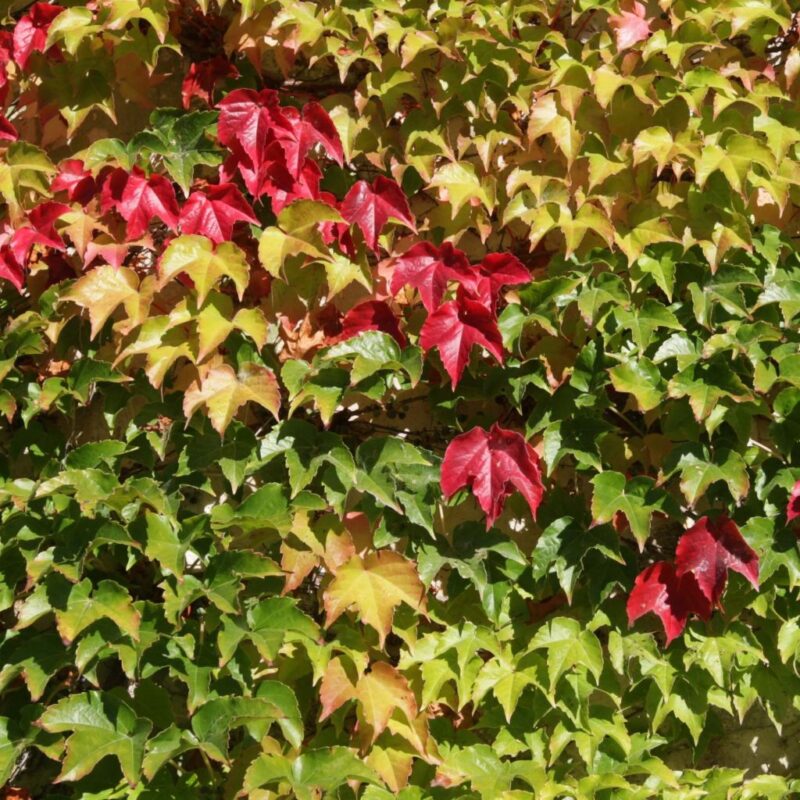 VIGNE VIERGE VEITCHII ROBUSTA