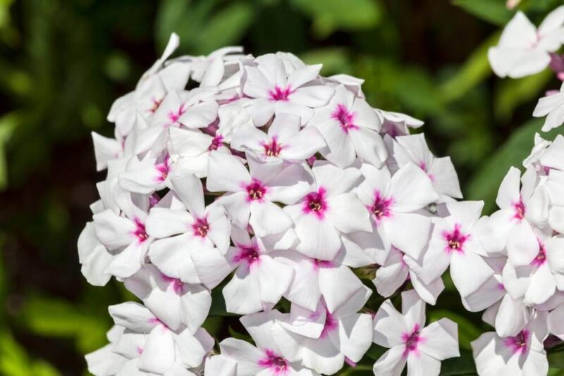 PHLOX FAMOUS WHITE EYES