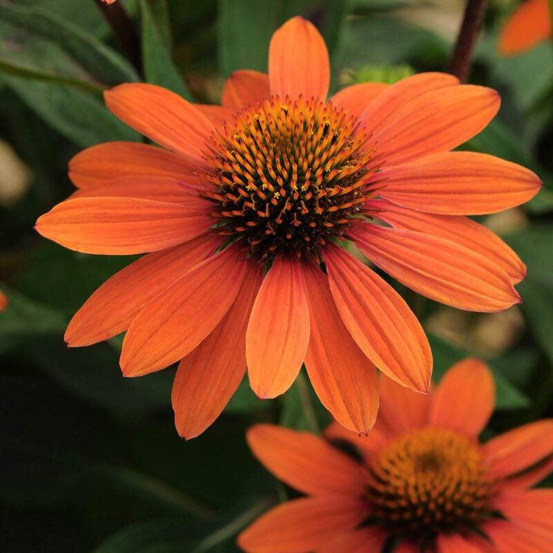 ECHINACEE ORANGE