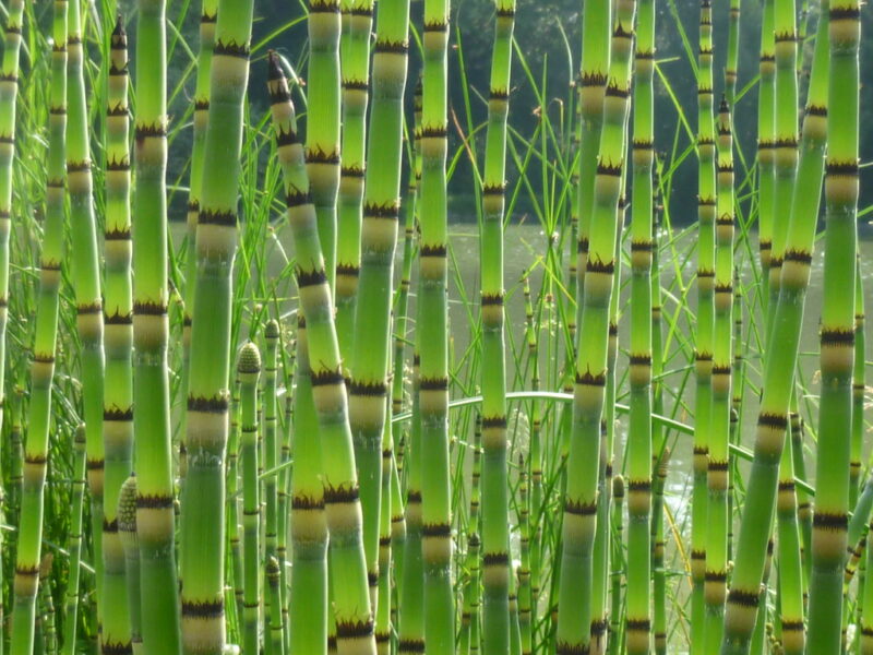 EQUISETUM HYEMALE