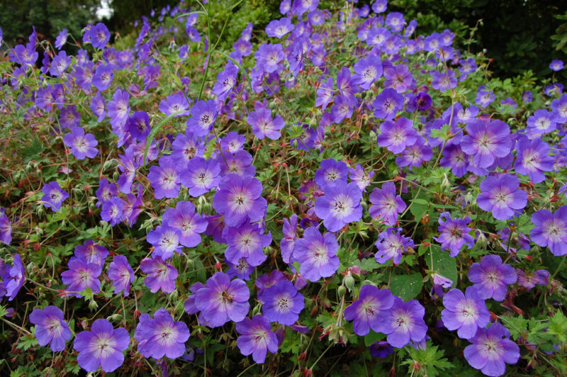 GERANIUM ROZANNE