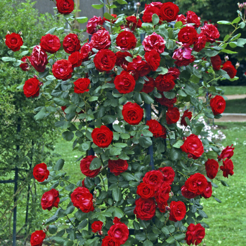 ROSIER LE GRAND HUIT