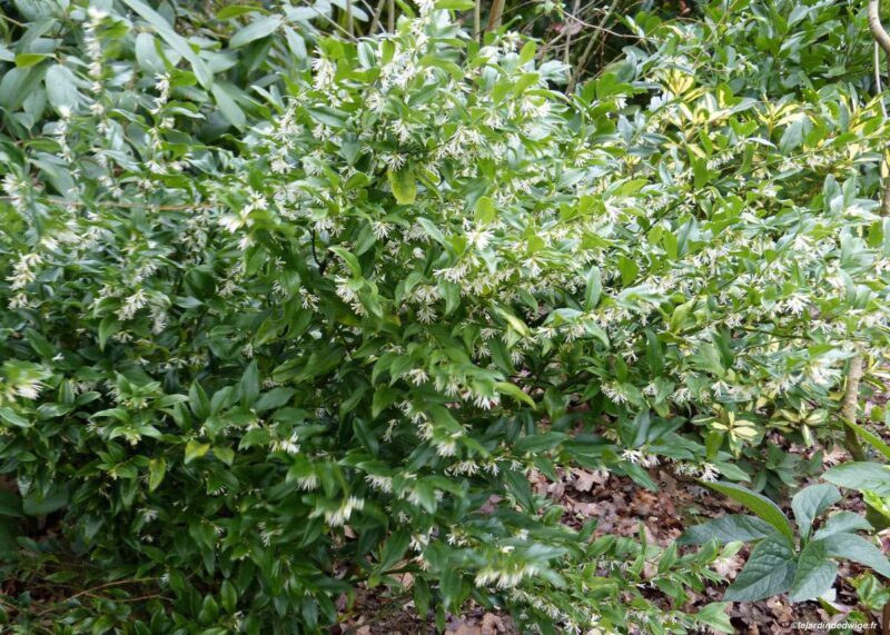 SARCOCOCCA CONFUSA