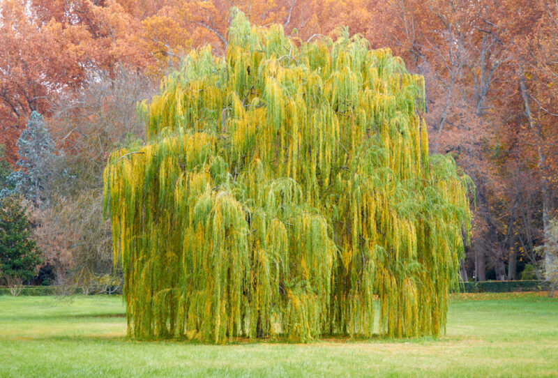 SAULE PLEUREUR
