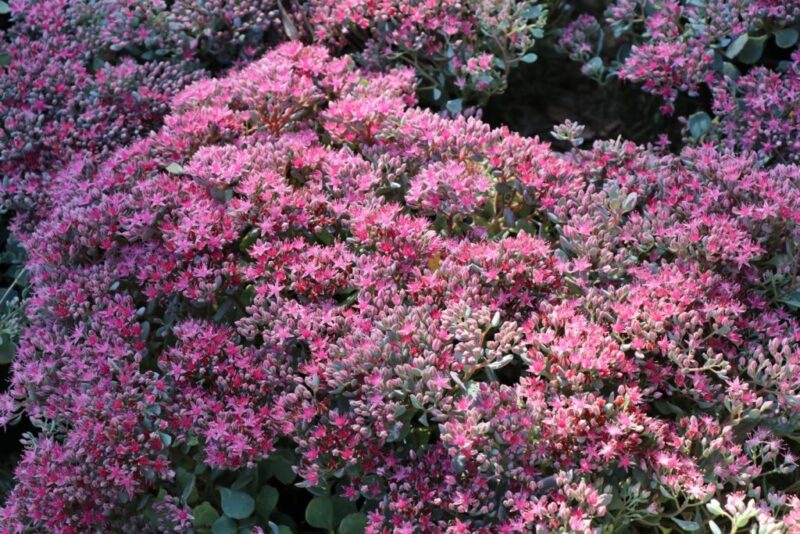 SEDUM CAUTICOLUM ROSE