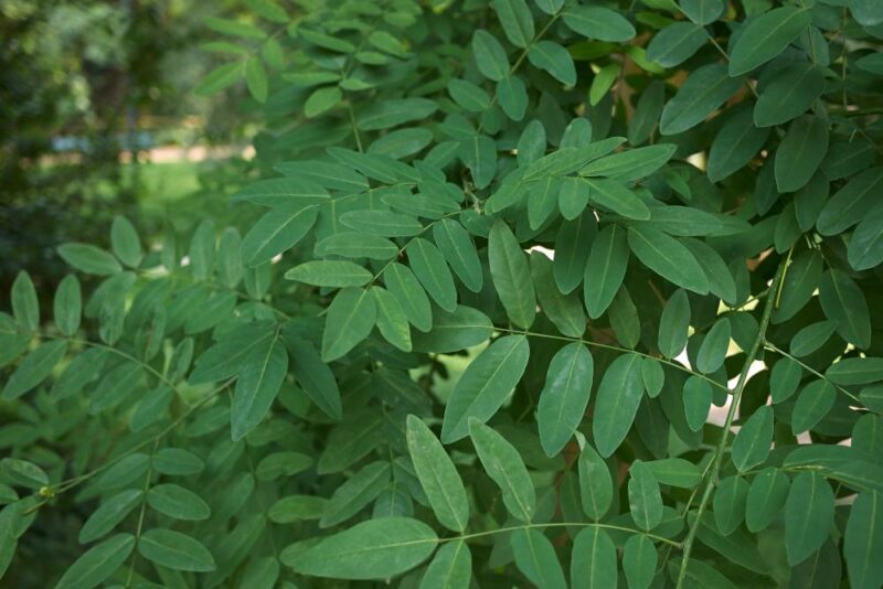 SOPHORA PLEUREUR