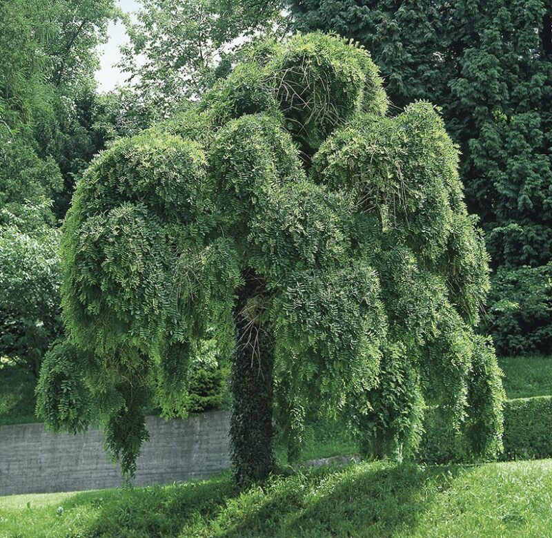 SOPHORA PLEUREUR