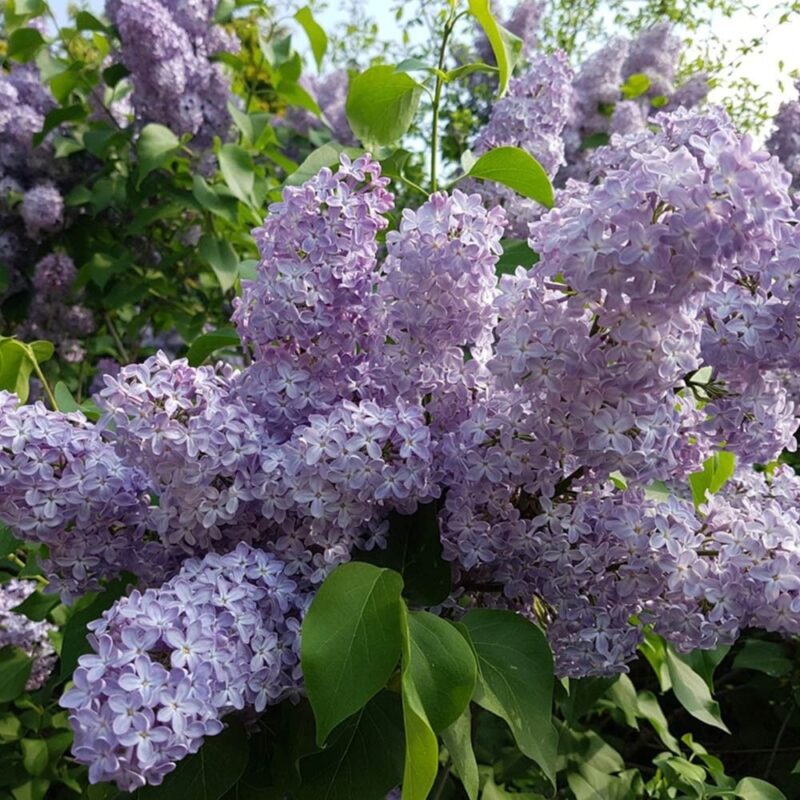 LILAS KATHERINE HAVENMAYER