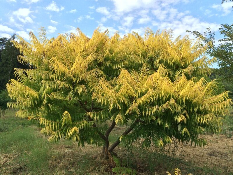 SUMAC TIGER EYES