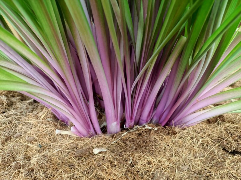 TULBAGIA FLAMINGO