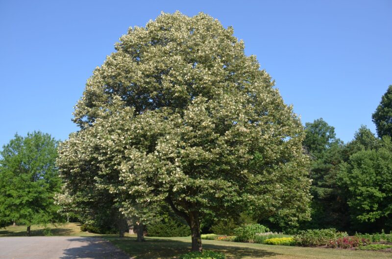 TILLEUL ARGENTE