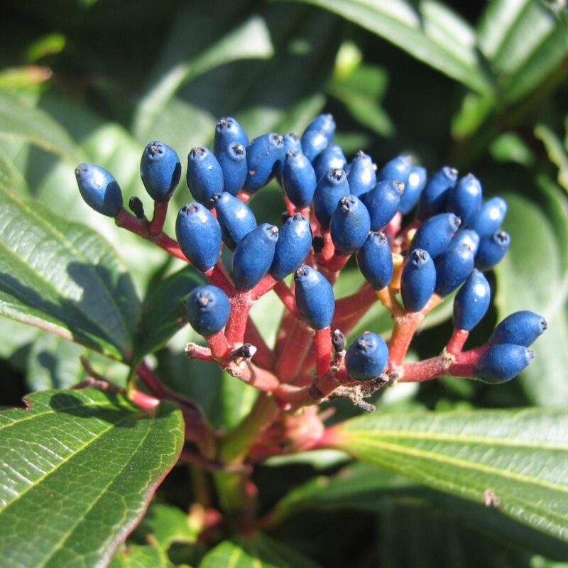 VIBURNUM DAVIDII