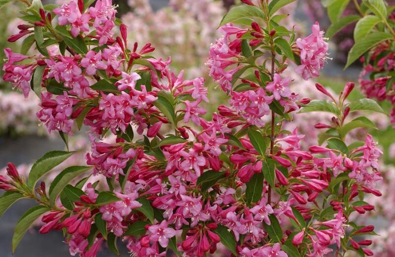 WEIGELIA STELZNERI