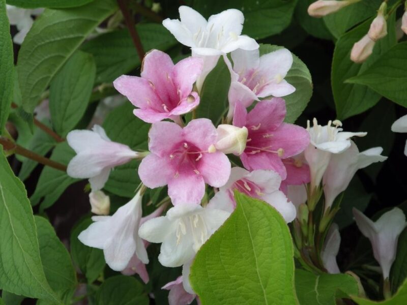 WEIGELIA STELZNERI