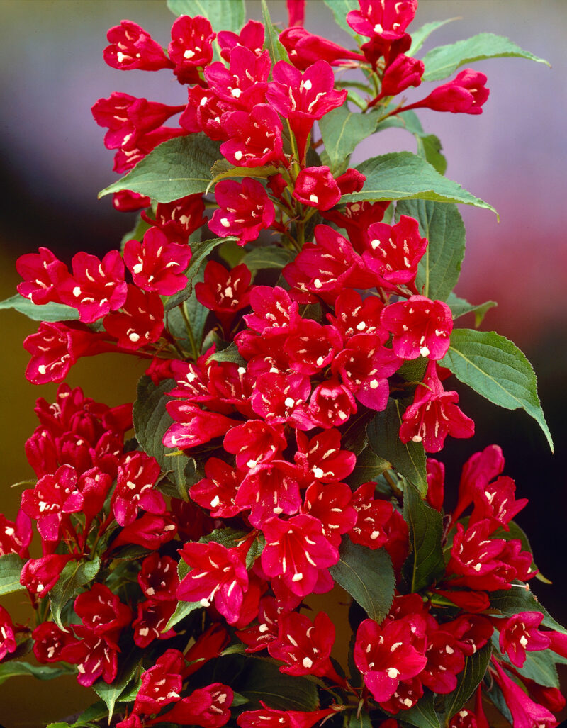 WEIGELIA RED PRINCE