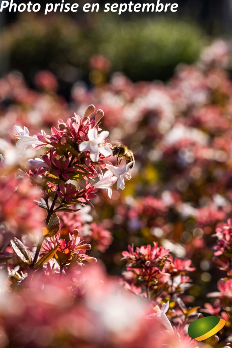 ABELIA LITTLE RICHARD