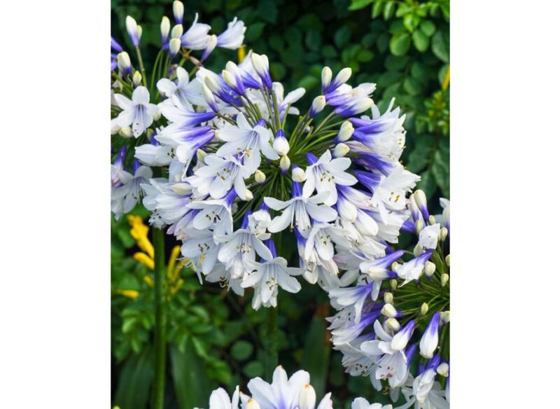 AGAPANTHE TWISTER BLUE