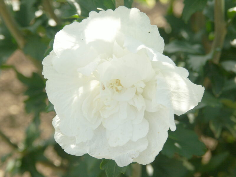ALTHEA WHITE CHIFFON