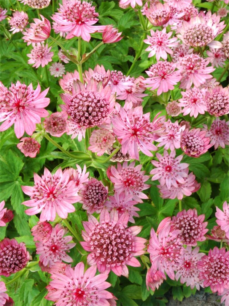 ASTRANTE SPARKLING STAR